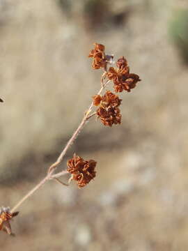 Image of Abert's buckwheat