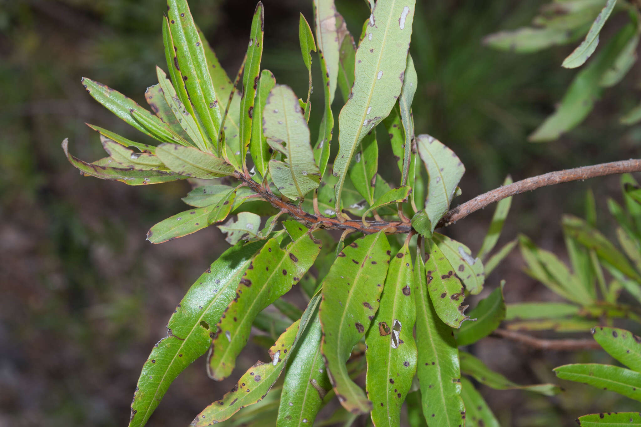 Comarostaphylis glaucescens (Kunth) Zuccarini ex Klotzsch resmi