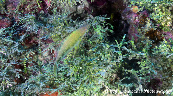 Image of Celebes wrasse