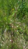 Oenothera filipes (Spach) W. L. Wagner & Hoch resmi