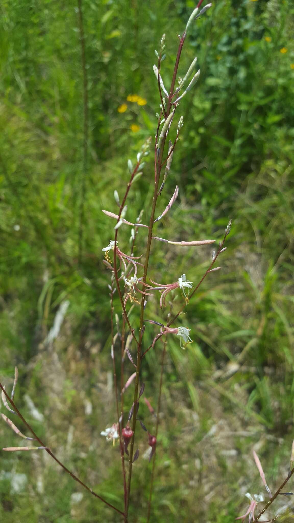 Oenothera filipes (Spach) W. L. Wagner & Hoch resmi