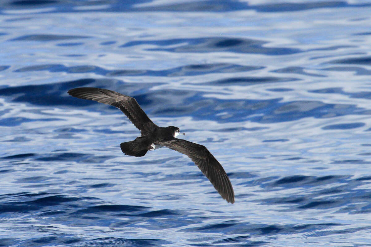 Image of Audubon's Shearwater