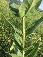 Silphium integrifolium var. laeve Torr. & A. Gray resmi