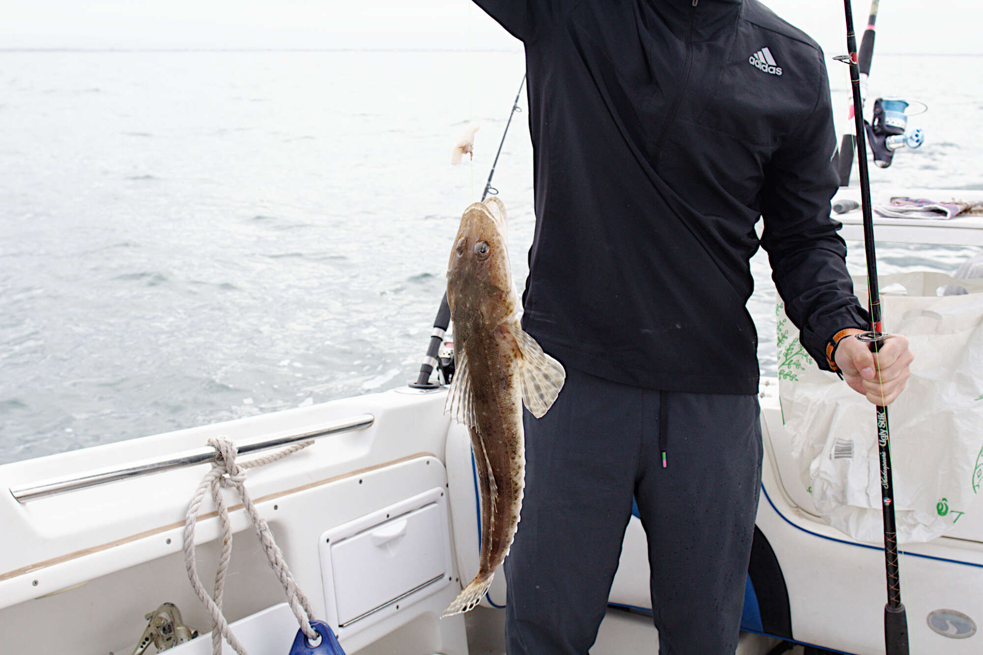 Image of Bluespot flathead