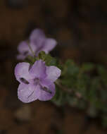 Imagem de Barleria mysorensis Heyne