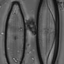 Image of Neidium ampliatum (Ehrenberg) Krammer 1985