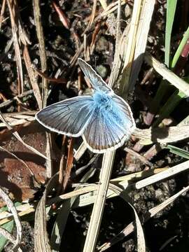 Image of Polyommatus damon