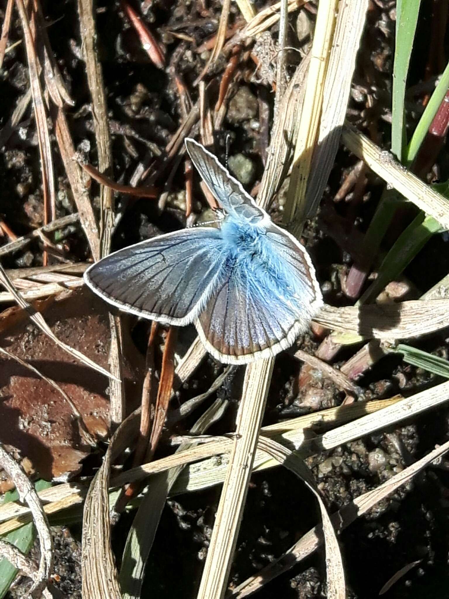 Image of Polyommatus damon