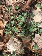 Image of Buttercup Scorpion-Weed