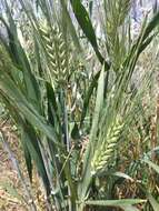 Image of Hordeum vulgare subsp. vulgare