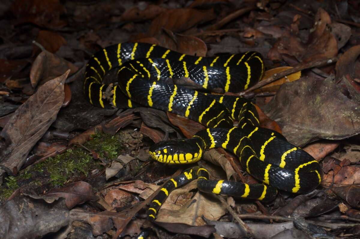 Image of Boiga dendrophila annectens (Boulenger 1896)