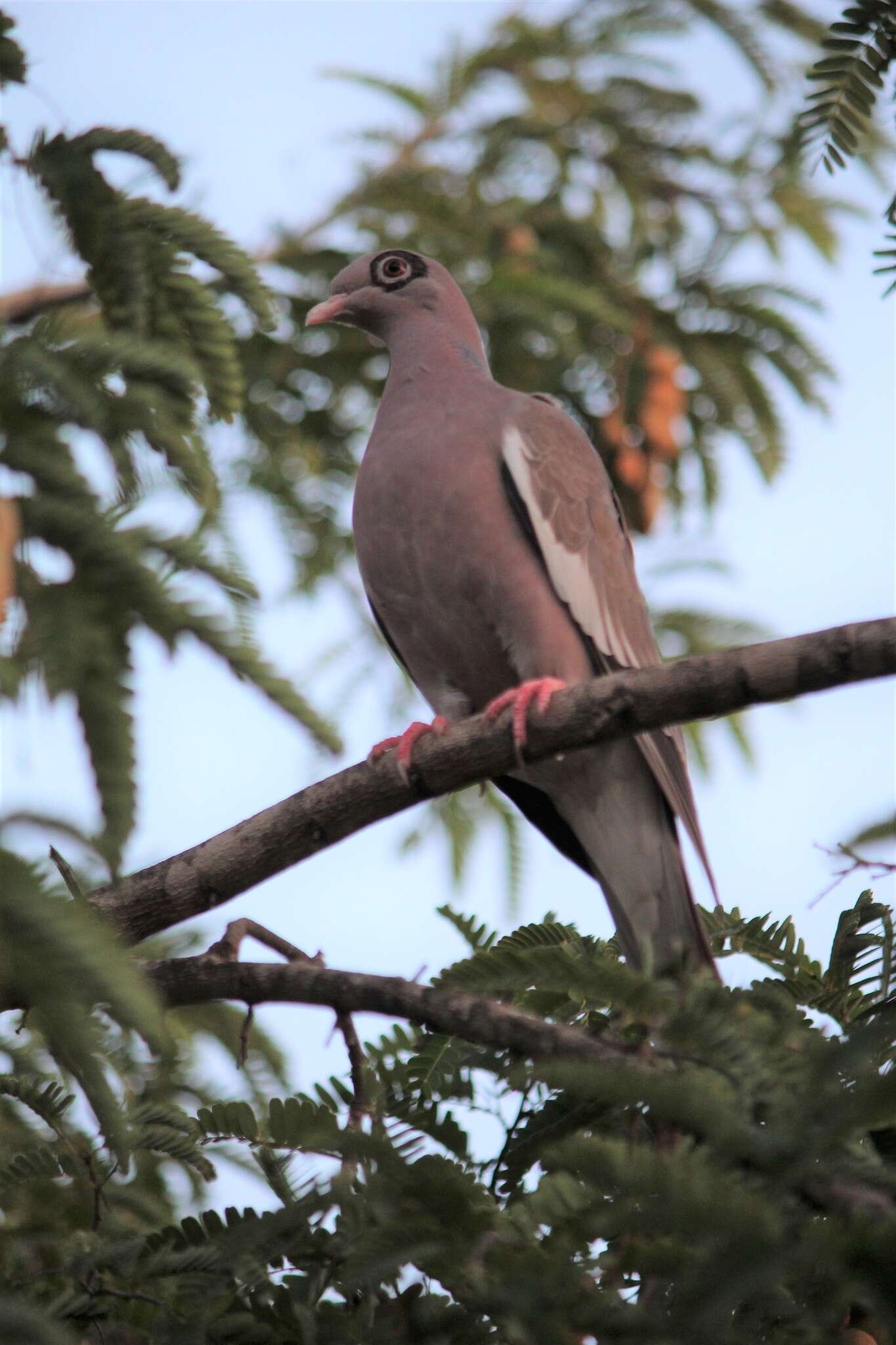 صورة Patagioenas corensis (Jacquin 1784)