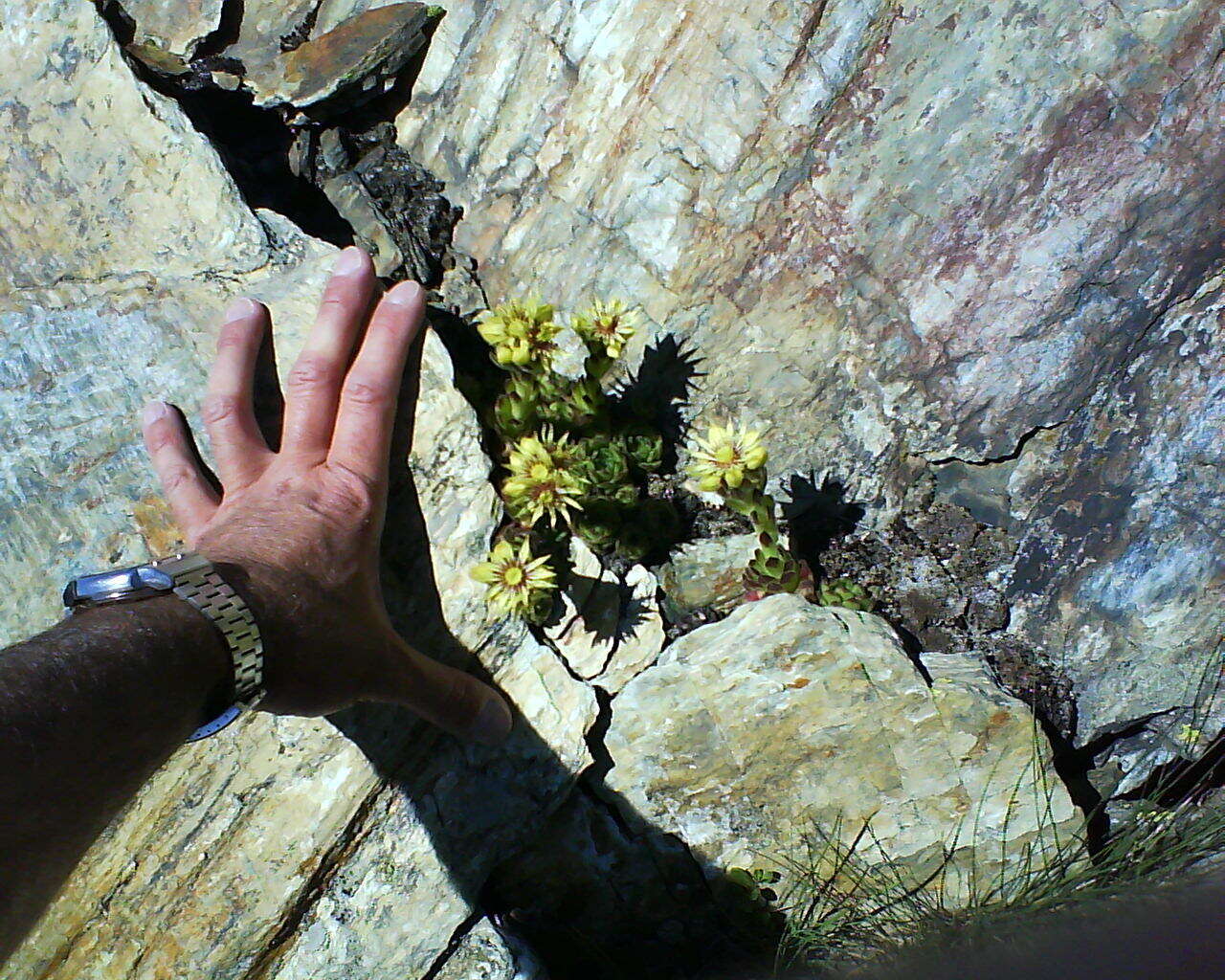 Image of Sempervivum grandiflorum Haw.