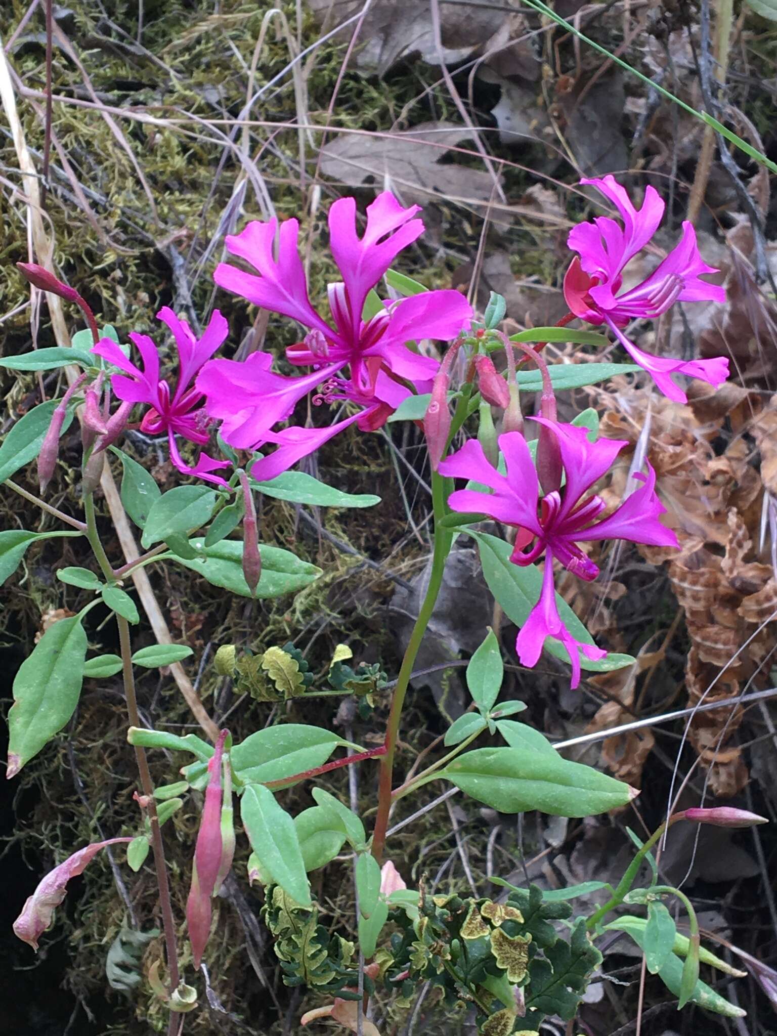 Plancia ëd Clarkia concinna subsp. concinna