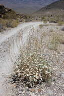 صورة Bahiopsis reticulata (S. Wats.) E. E. Schilling & Panero