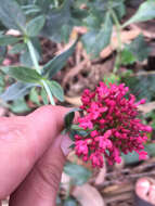 Image of Red Valerian