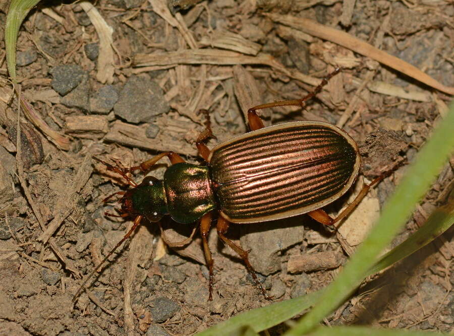 Sivun Chlaenius (Chlaenites) spoliatus (P. Rossi 1792) kuva