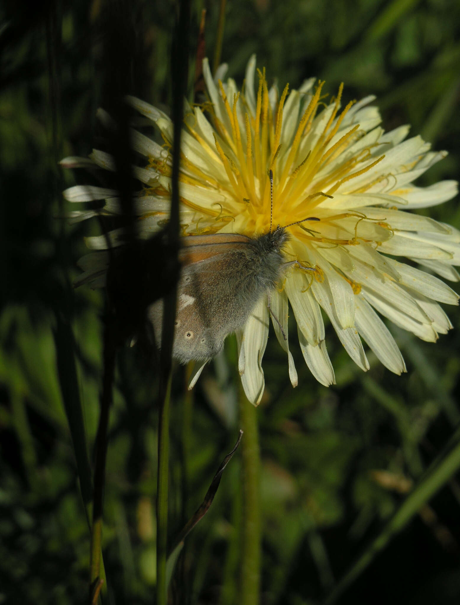 Image of Coenonympha tullia chatiparae Sheljuzhko 1937