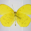 Image of Eurema mandarinula (Holland 1892)