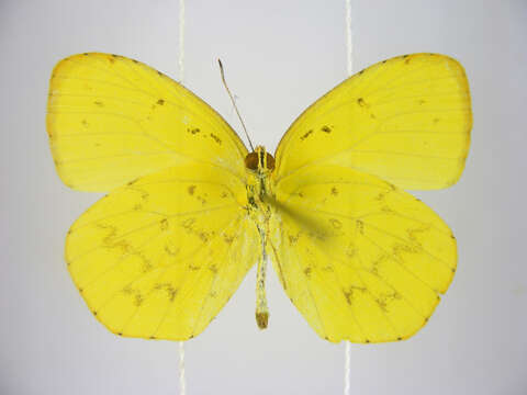 Image of Eurema mandarinula (Holland 1892)