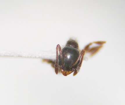 Image of <i>Temnothorax pergandei</i>