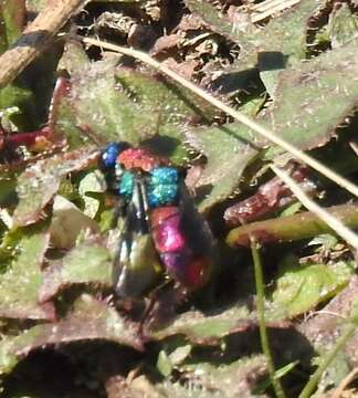 Plancia ëd <i>Chrysis ignita</i>