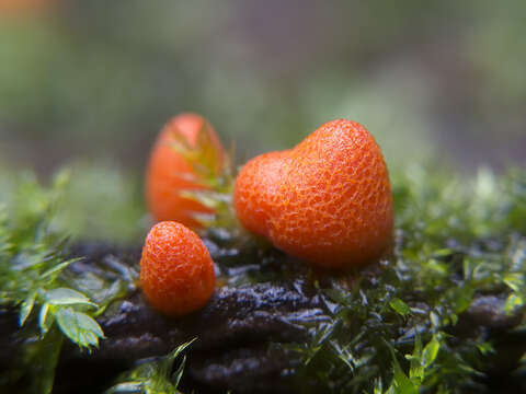 Image of Lycogala conicum