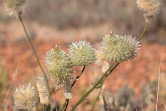 Ptilotus xerophilus的圖片