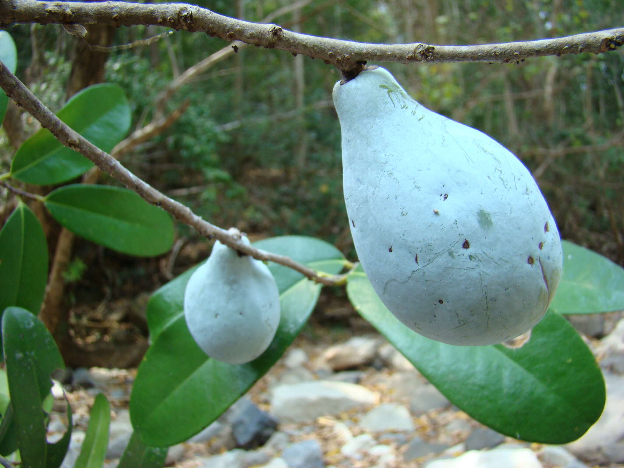 Image of Cinnamosma fragrans Baill.