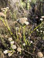 Image of Metalasia erectifolia Pillans