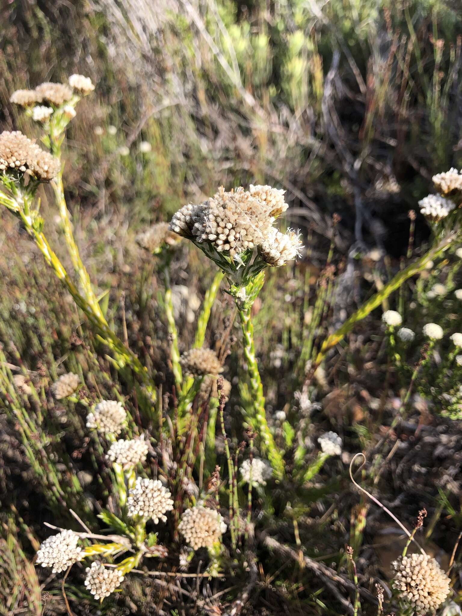Image of Metalasia erectifolia Pillans