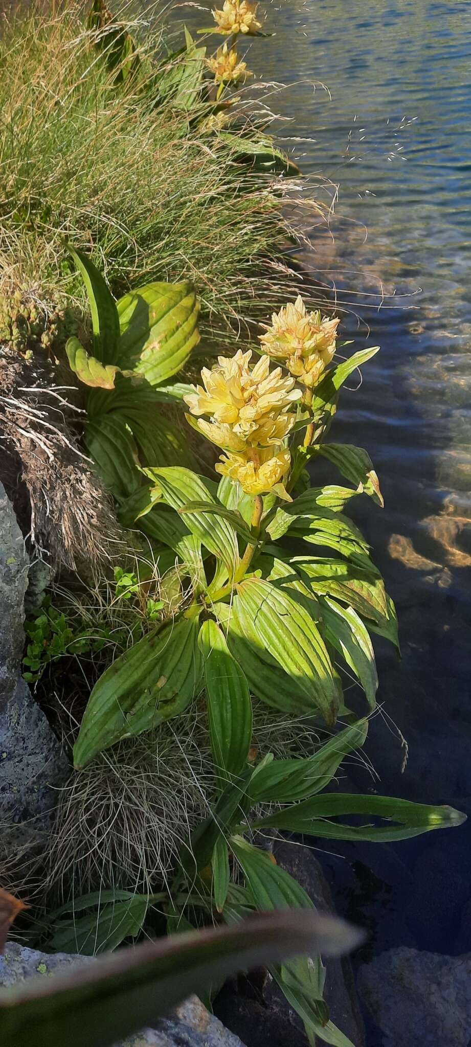 Image of Gentiana burseri subsp. burseri