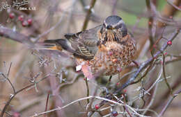 Image of Dusky Thrush