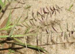 Image of viper grass