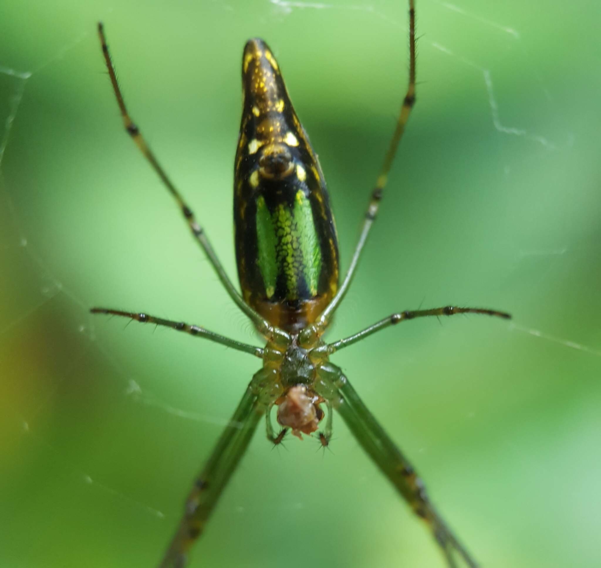 Leucauge undulata (Vinson 1863) resmi