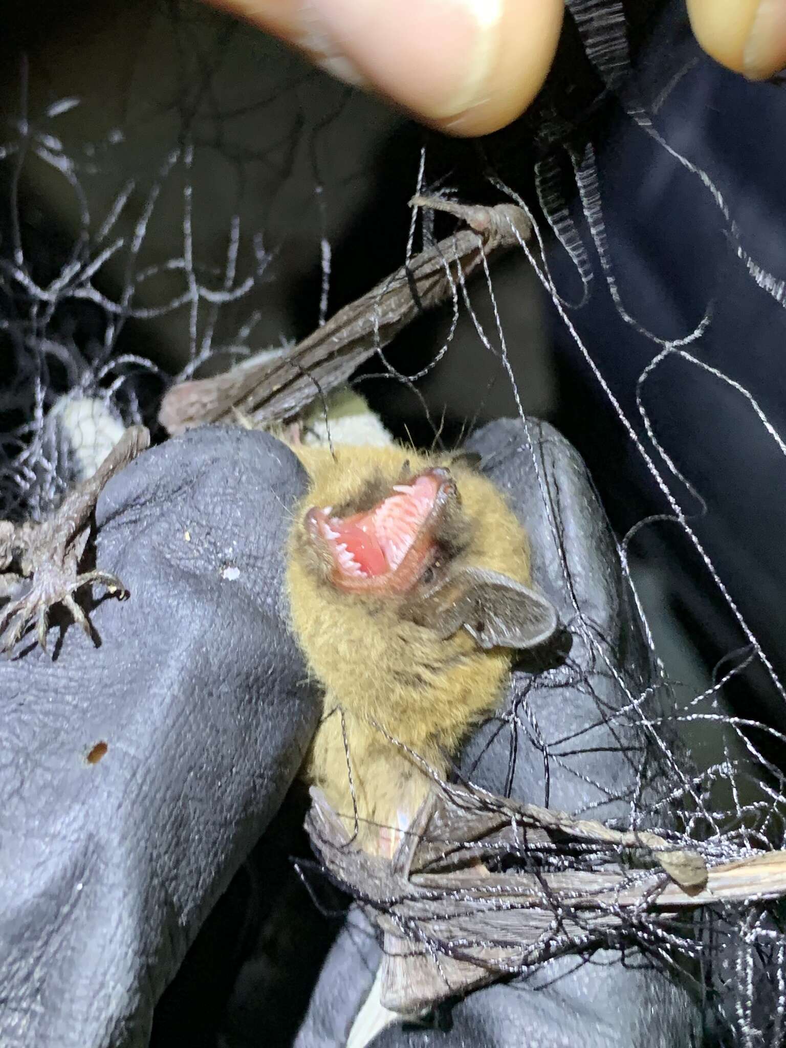 Image of Long-legged Myotis