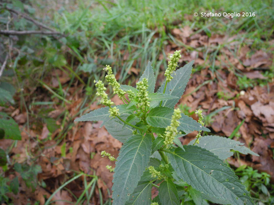 Слика од Mercurialis annua L.