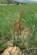 Aloe kniphofioides Baker resmi