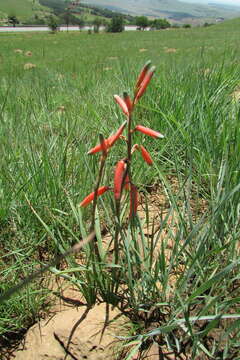 Aloe kniphofioides Baker resmi