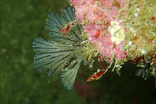 Bugulina flabellata (Thompson ex Gray 1848)的圖片