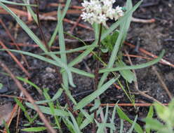 Image of Michaux's Milkweed