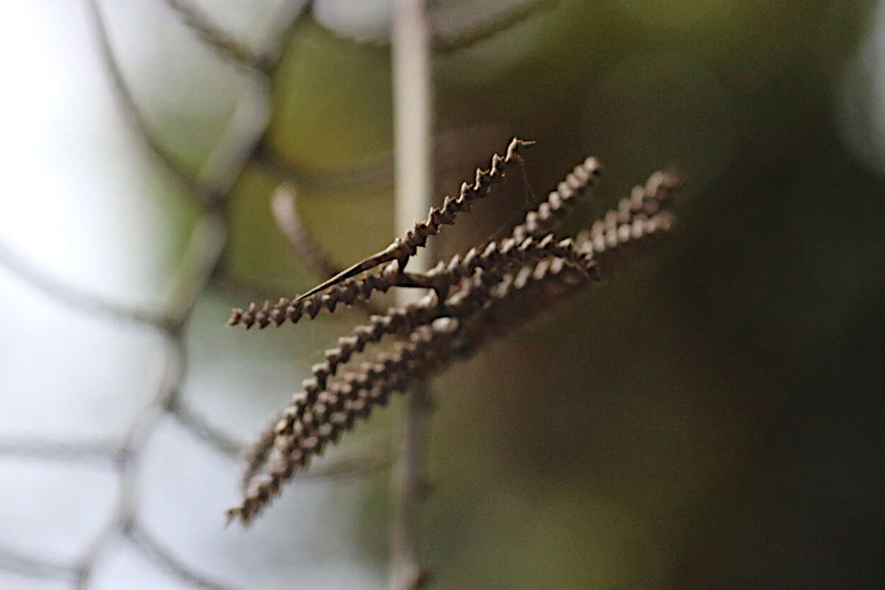 Image of Hairy Mary