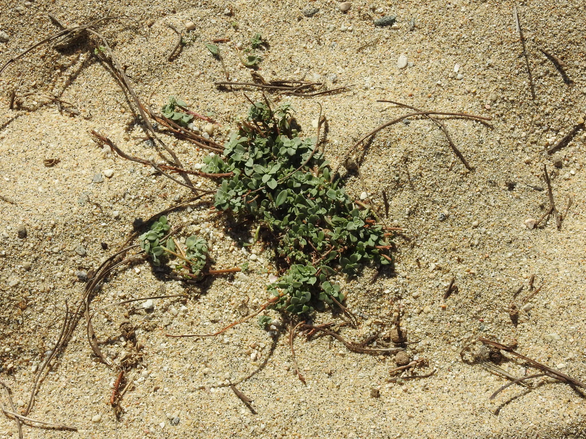 Image of Oenothera drummondii subsp. thalassaphila (Brandegee) W. Dietrich & W. L. Wagner