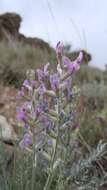 Image of field locoweed