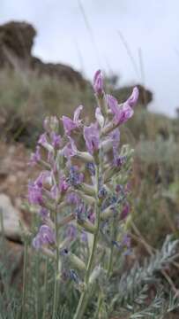 Image of field locoweed