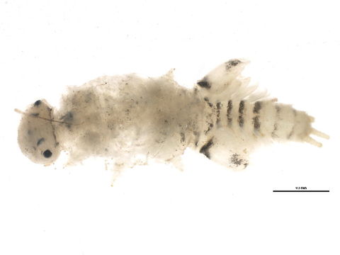 Image of <i>Tricorythodes</i>