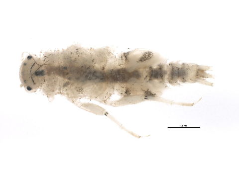Image of <i>Tricorythodes</i>