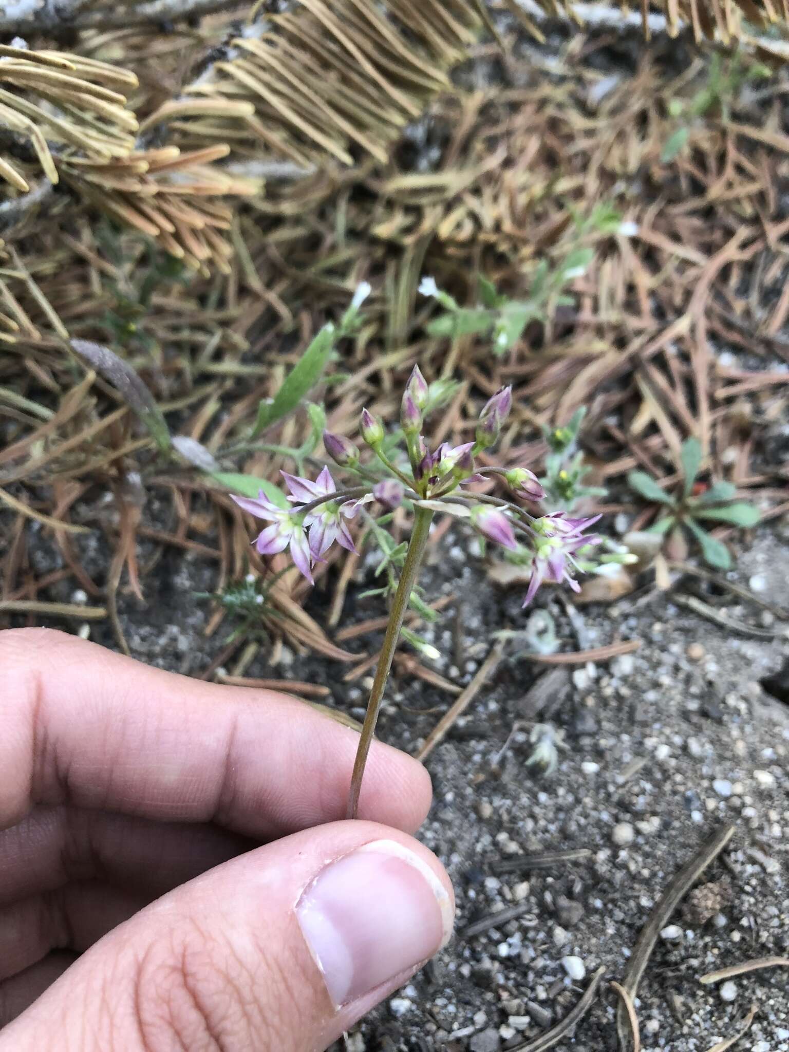 Image of dusky onion