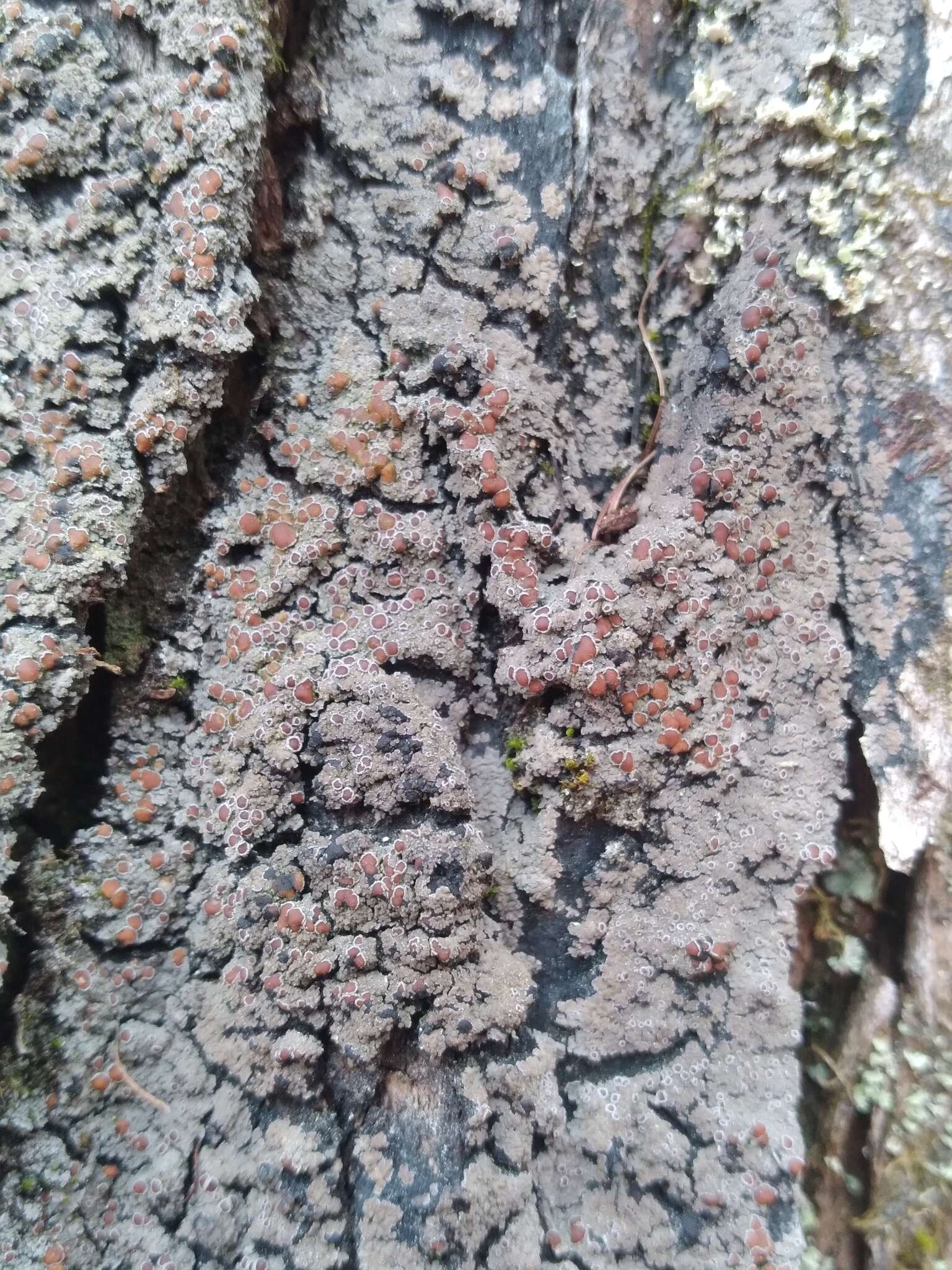 Image of Rimmed shingle lichen