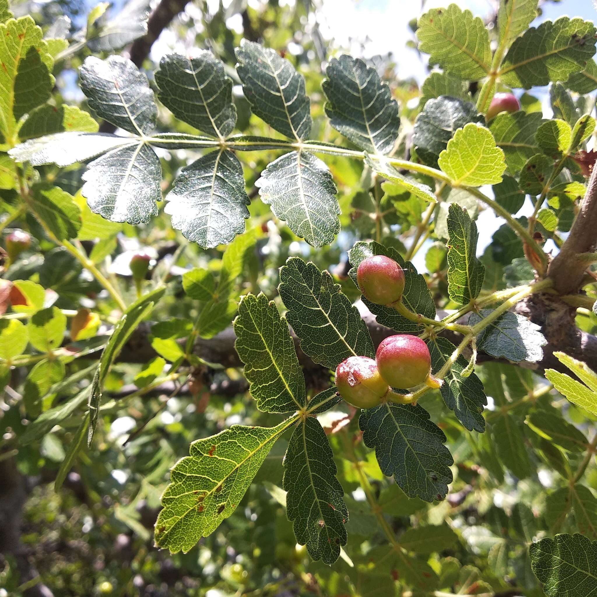 Sivun Bursera glabrifolia (Kunth) Engl. kuva